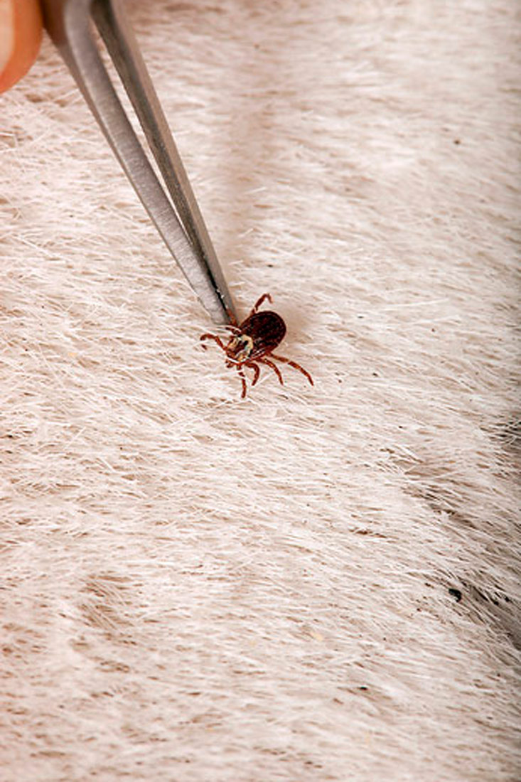 Na fotografiji je prikazan u krupnom planu smeđi krpelj uhvaćen pincetom i skinut sa životinje kratke bijele dlake.