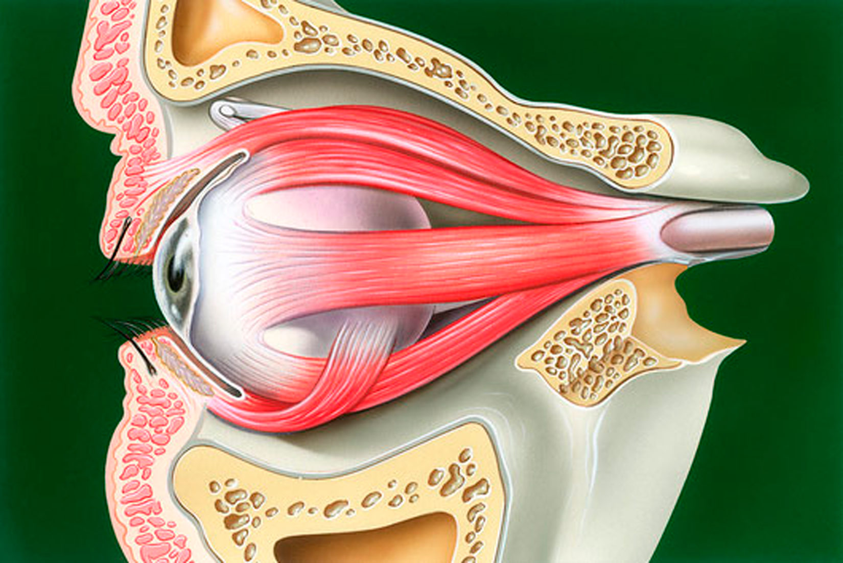 Prikazan je presjek područja oko oka. Prikazana je očna jabučica okružena kostima luzbanje, ispred se vidi koža i trepavice.