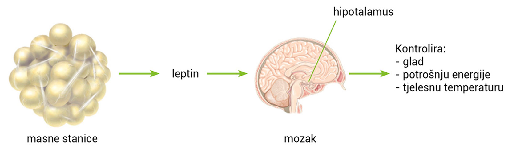 Slika prikazuje slijed. na početku je masna stanica koja izgleda poput nakupine žutih lopti. strelica od te stanice vodi prema nazivu leptin, a strelica od leptina prema mozgu gdje je istaknut hipotalamus za koji piše da kontrolira glad, potrošnju energije te tjelesnu temperaturu.
