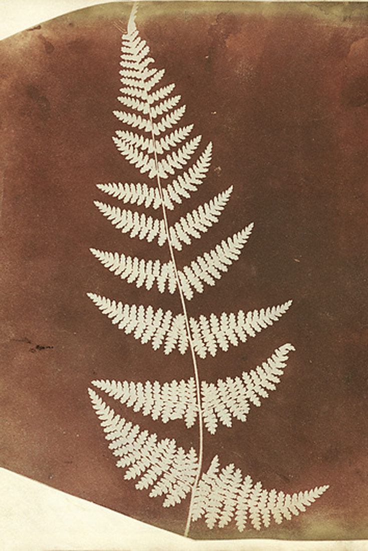 Britanski fizičar William Henry Fox Talbot (1800. – 1877.) izumio je pionirsku fotografsku metodu s pomoću srebrnog kloridnog papira, koju je nazvao „fotogeni crtež“. Crtež pokazuje paprat u svijetloj krem boji na smeđoj podlozi.