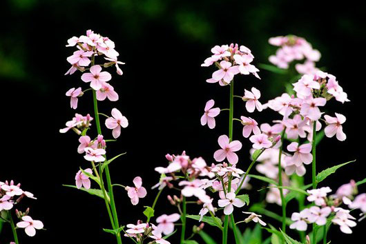 Fotografija prikazuje biljku sapuniku koja ima tanku i dugačku zelenu stabljiku s izduženim zelenim listićima. Na vrhu svake stabljike cvate desetak rozih cvjetića..