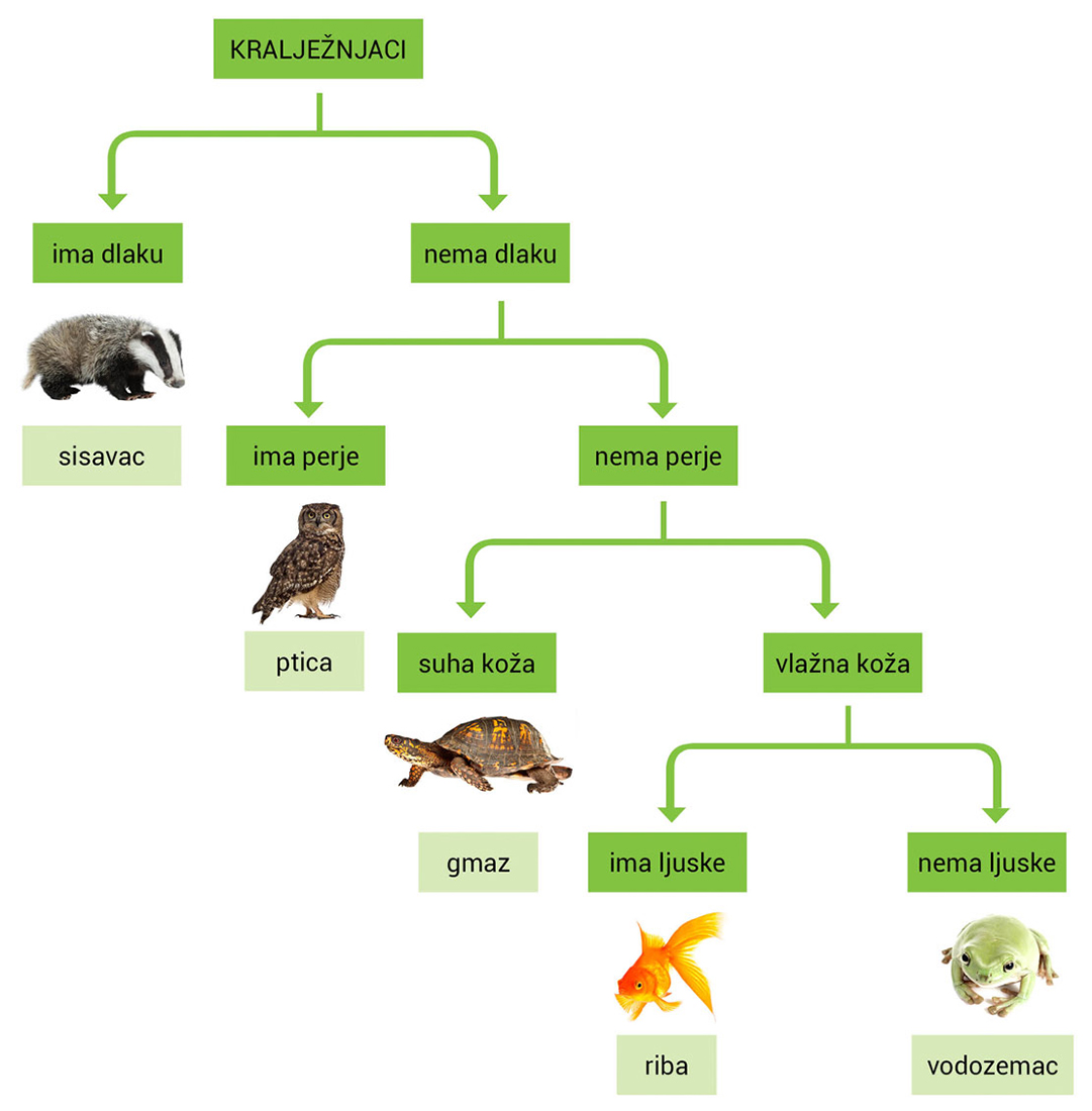 Slika 1. Slika prikazuje dihotomski ključ kralježnjaka, odnosno način na koji se imenuju kralježnjaci