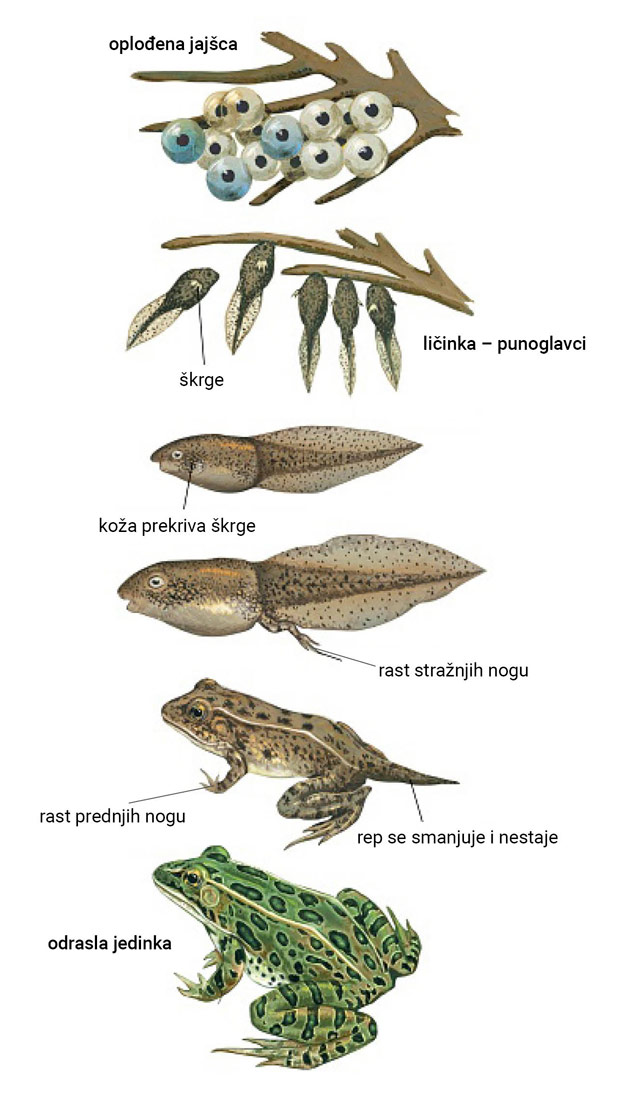 Razvojni ciklus žabe