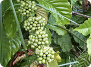 Kava