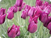 Tulipan