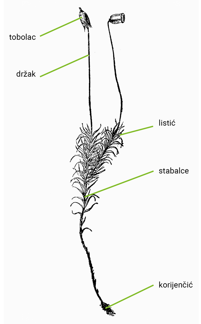 Ilustracija prikazuje mahovinu na kojoj su označenii svi njezini glavni anatomski dijelovi