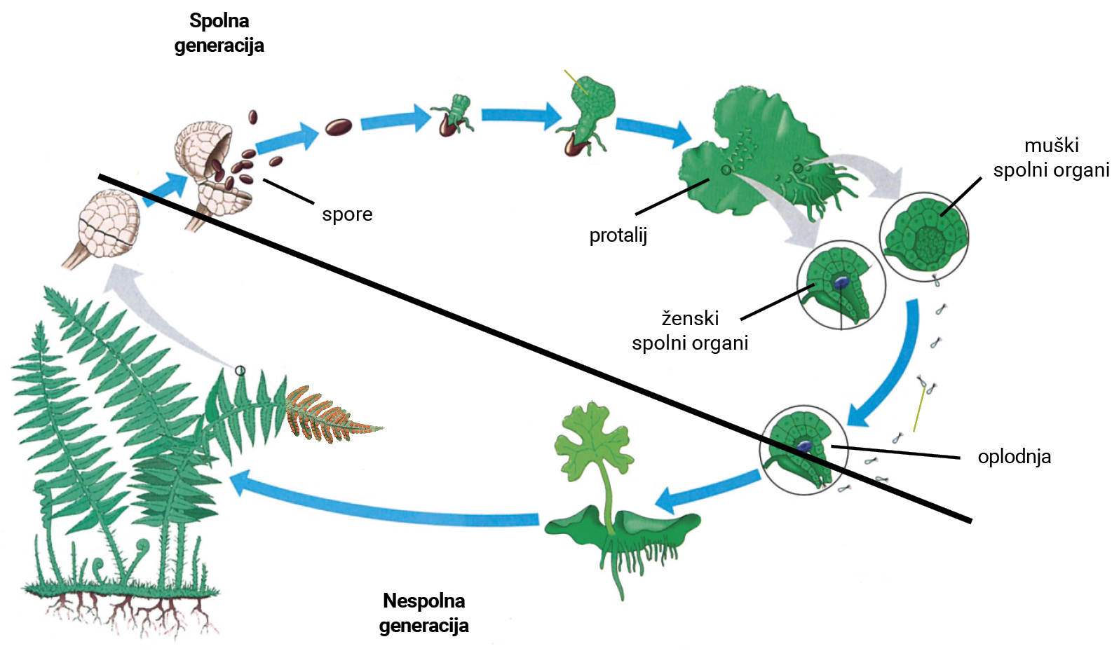 Ilustracija prikazuje životni ciklus papratnjača s odvojenim spolnim i nespolnim generacijama