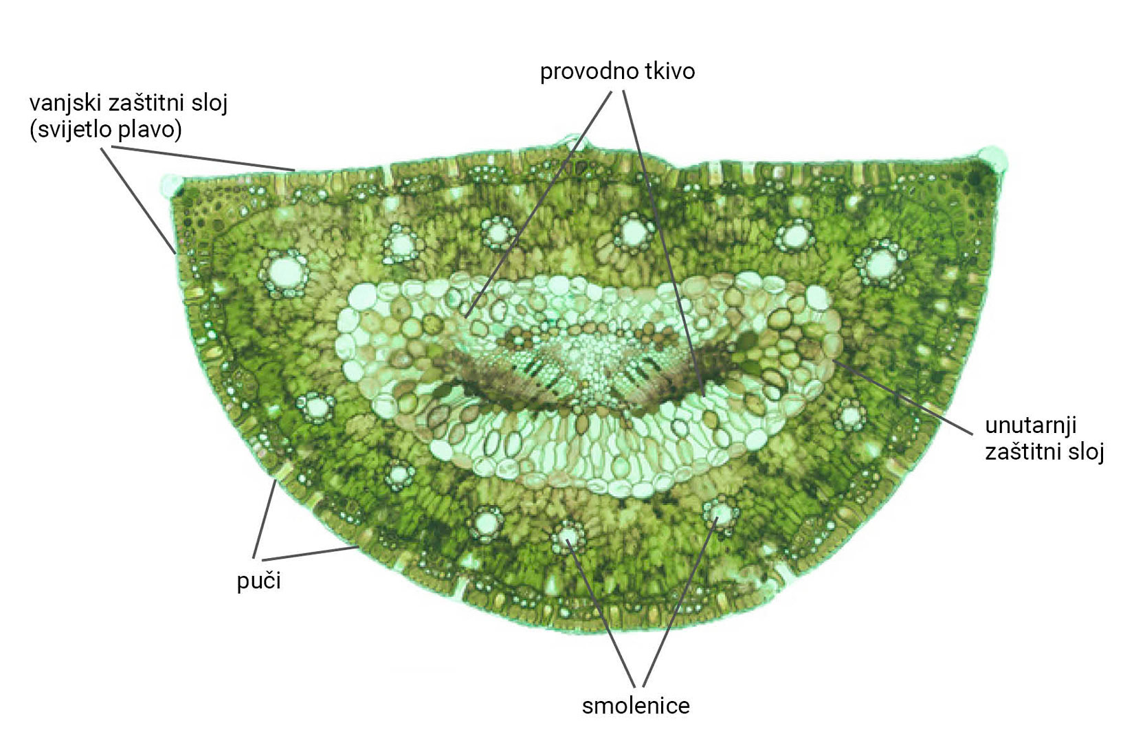 Mikroskopski snimak presijeka iglice bora