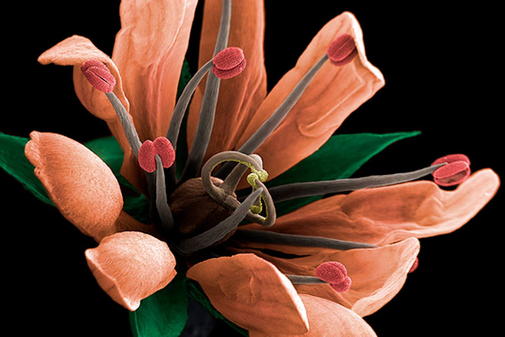 Slika prikazuje cijet crvenih latica i zelenih lapova