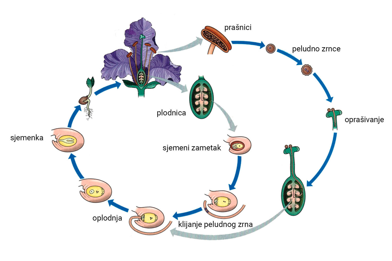 Životni ciklus kritosjemenjača