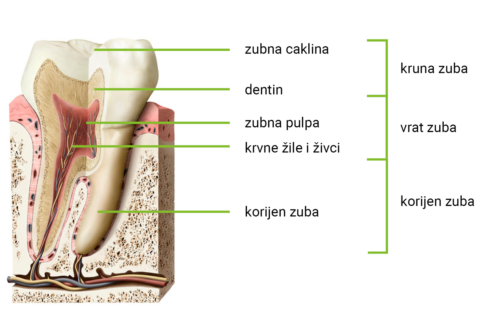Slika prikazuje građu zuba. Vanjski dio je zubna caklina, zatim dentin pa zubna pulpa. u unutrašnjosti su krvne žile i živci koji se protežu i korijenom zuba.