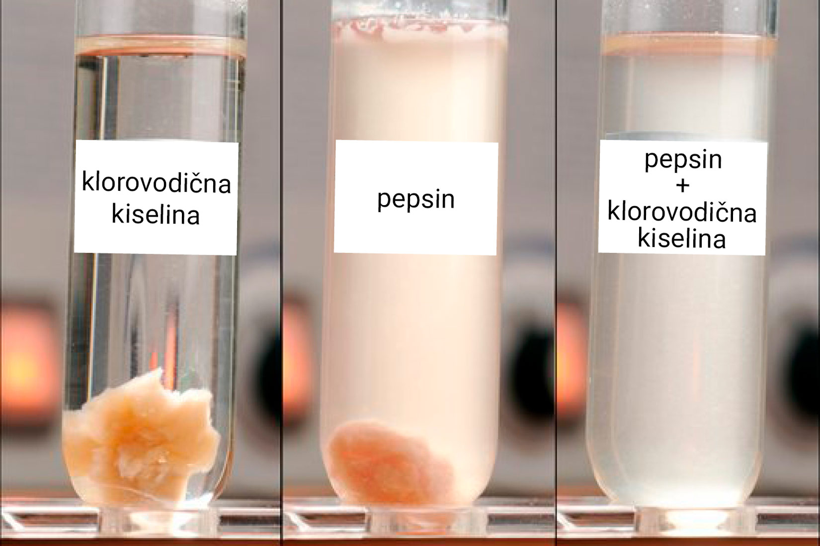 Prikazane su tri fotografije, svaka prikazuje jednu epruvetu s komadićem mesa. u prvoj epruveti je klorovodična kiselina u kojoj je komadić mesa pomalo načet kiselinom, u drugoj je komadić mesa u pepsinu gdje je komadić mesa manji i okruglastiji. u trećoj epruveti je pepsin i klorovodična kiselina i u njoj više nema komadića mesa.