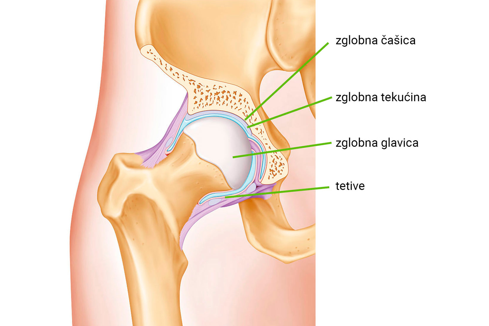 Slika 3. Prikazana je presjek građe zgloba kuka. Vidi se zglobna čašica pa zglobna tekućina između zglobne čašice i zglobne glavice te tetiva.