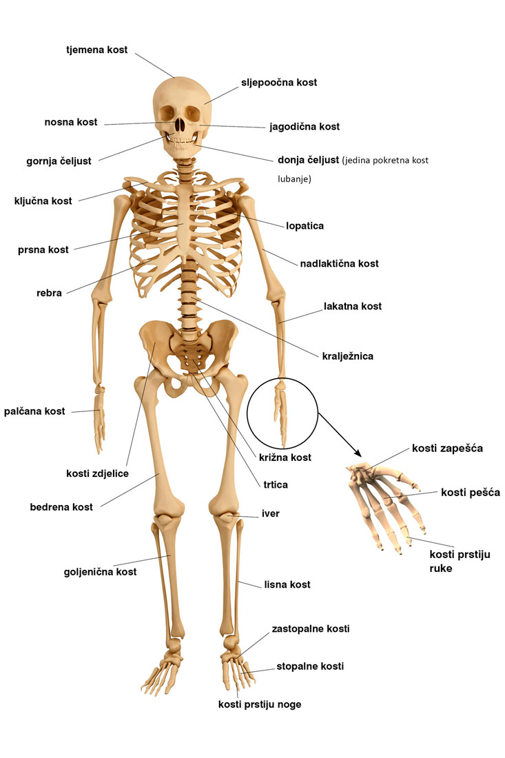 Slika 2. Prikazan je kostur čovjeka.