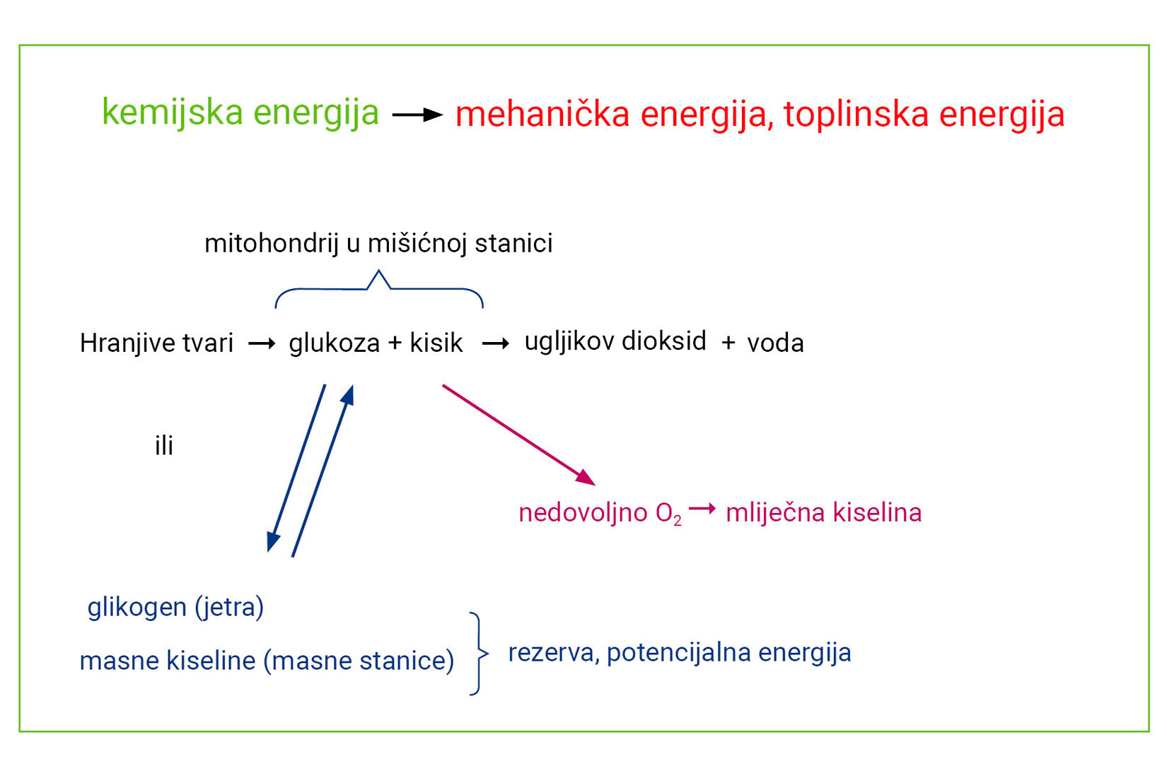 Slika 6. Prikazan je shematski prikaz aerobnog i an