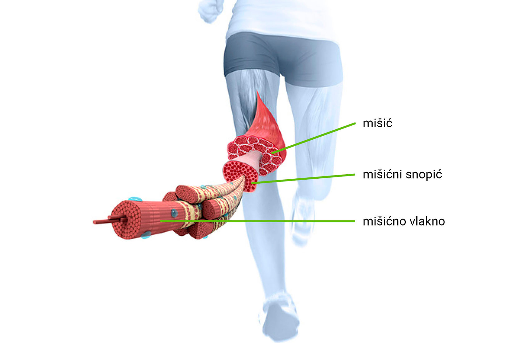 Slika 7. Prikazana je građa poprečnoprugastog mišića. Mišić se sastoji od mišićnih snopića. Mišićni snopić od mišićnih vlakana.