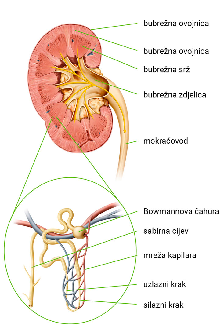 Slika 1. Prikazan je presjek bubrega. Izvana se nalazi bubrežna ovojnica, ispod nje je bubrežna srž pa bubrežna zdjelica iz koje ide mokraćovod. Istaknut je i nefron na kojem se vidi Bowmannova čahura, sabirna cijev, mreža kapilara, uzlazni krak te silazni krak.