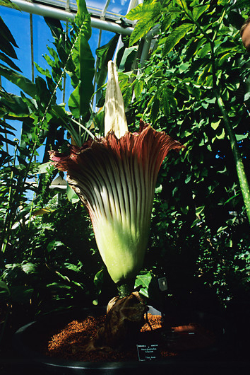 Cvat biljke titan arum