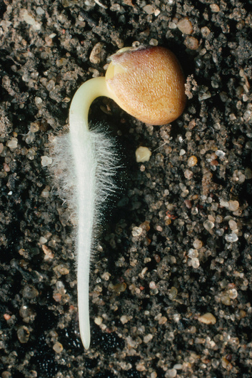 Korijenove dlačice na korijenu rotkvice