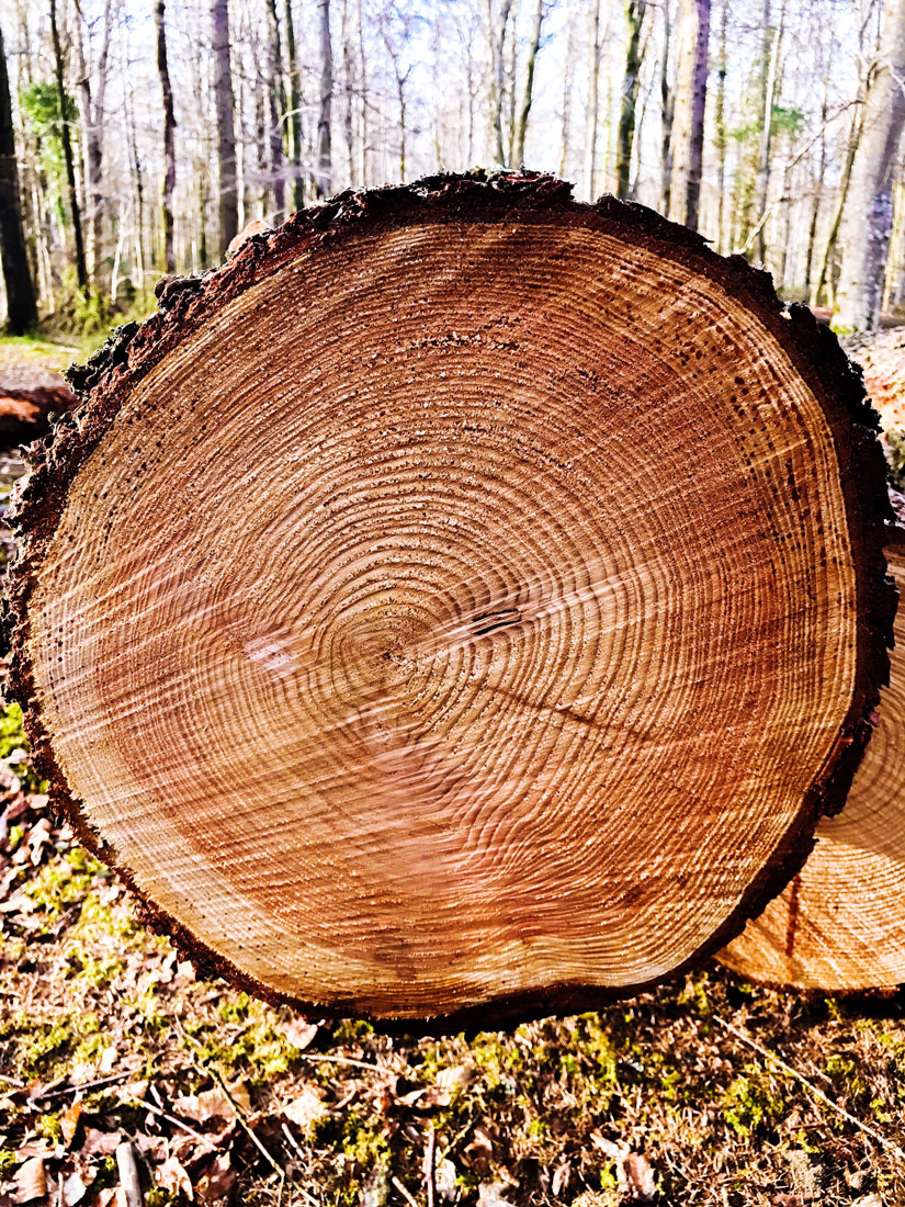 Godovi na presjeku stabla