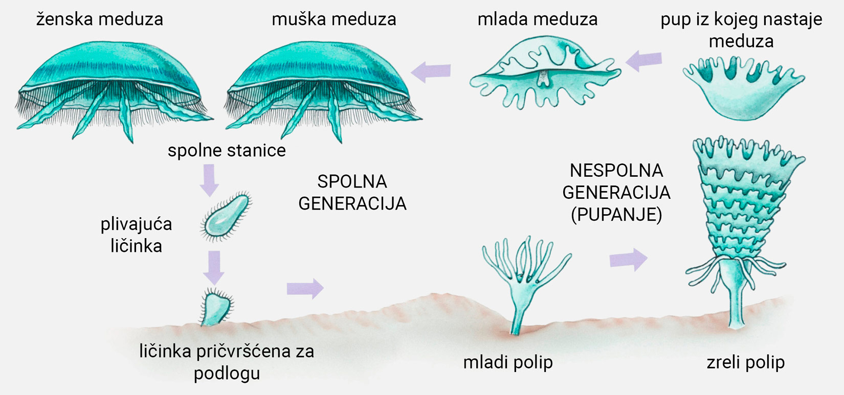 Slika 2. Izmjena generacija kod žarnjaka