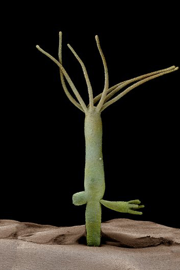 Slika 1. Pupanje hidre