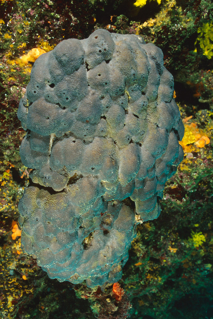 Slika 3. Obična spužva