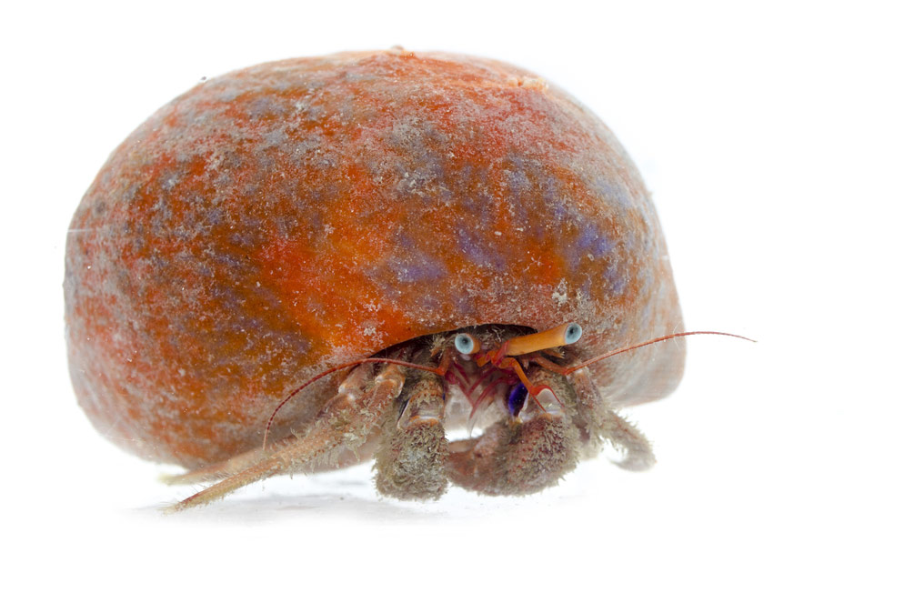 Slika 4. Narančasta plutača