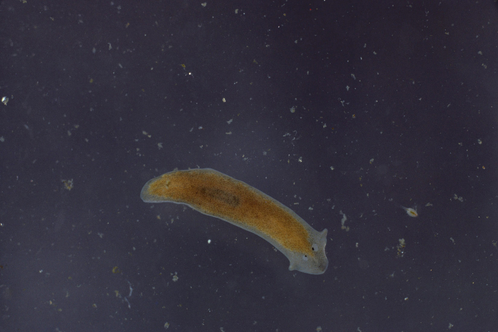 Slika 1. Vrsta plošnjaka iz prijašnje skupine virnjaka