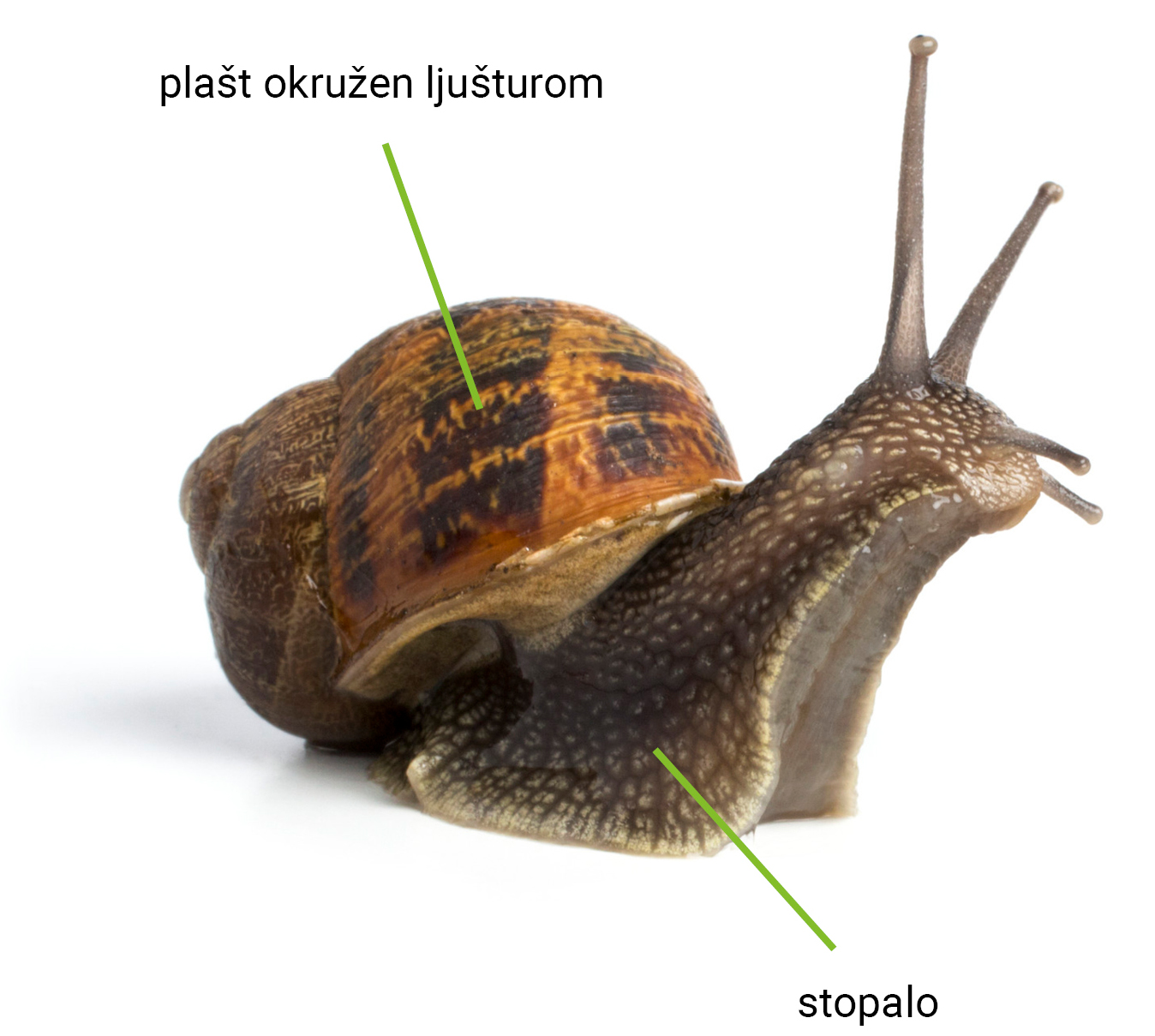 Slika 1. Vanjska građa puža