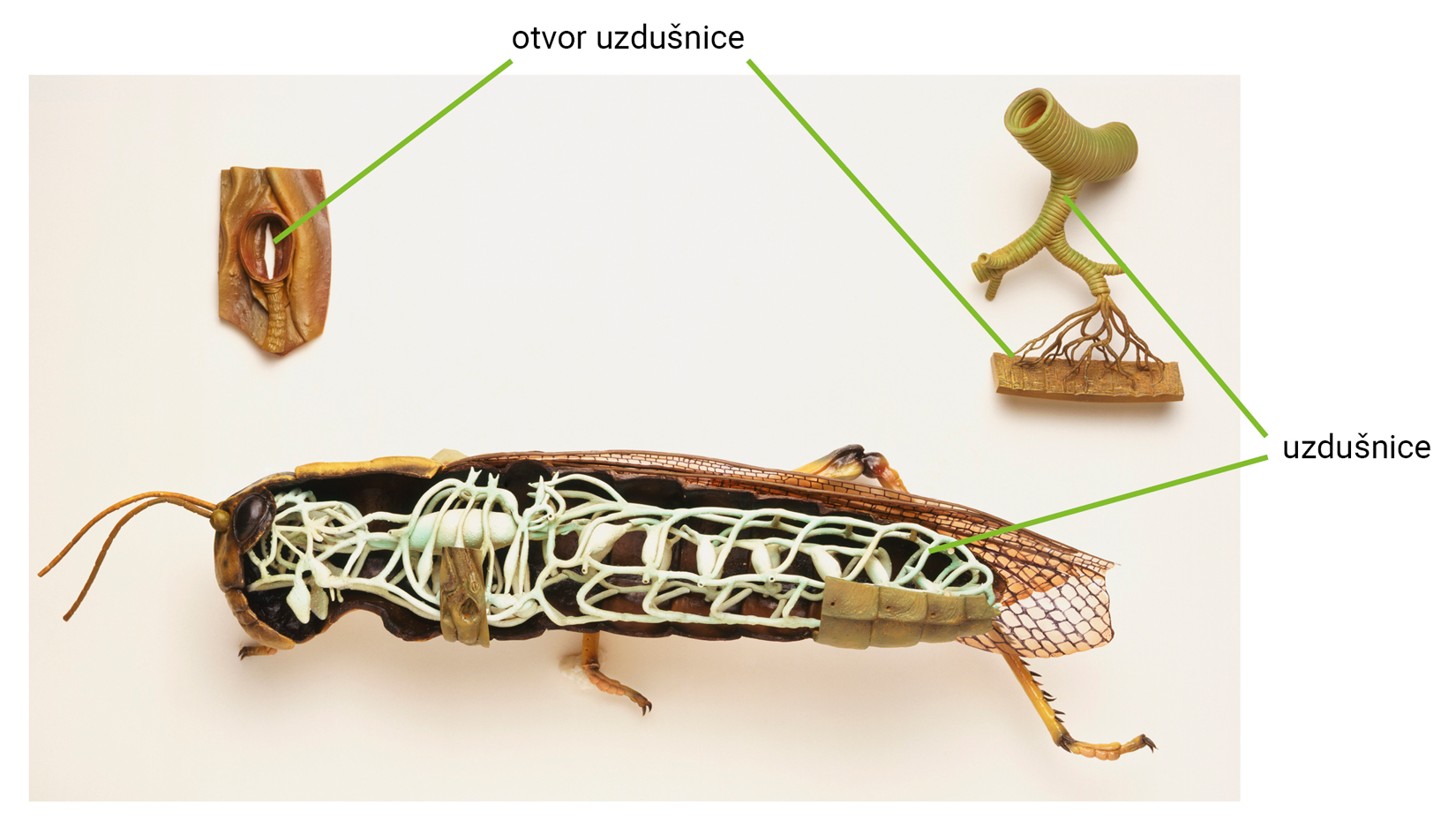 Slika 5. Sustav uzdušnica
