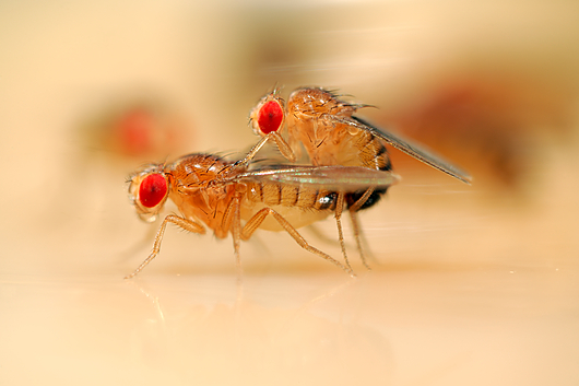 Slika 6. Parenje vinske mušice