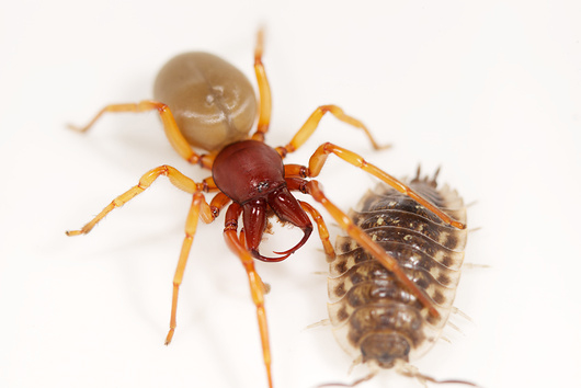 Slika 1. Pauk sa svojim plijenom