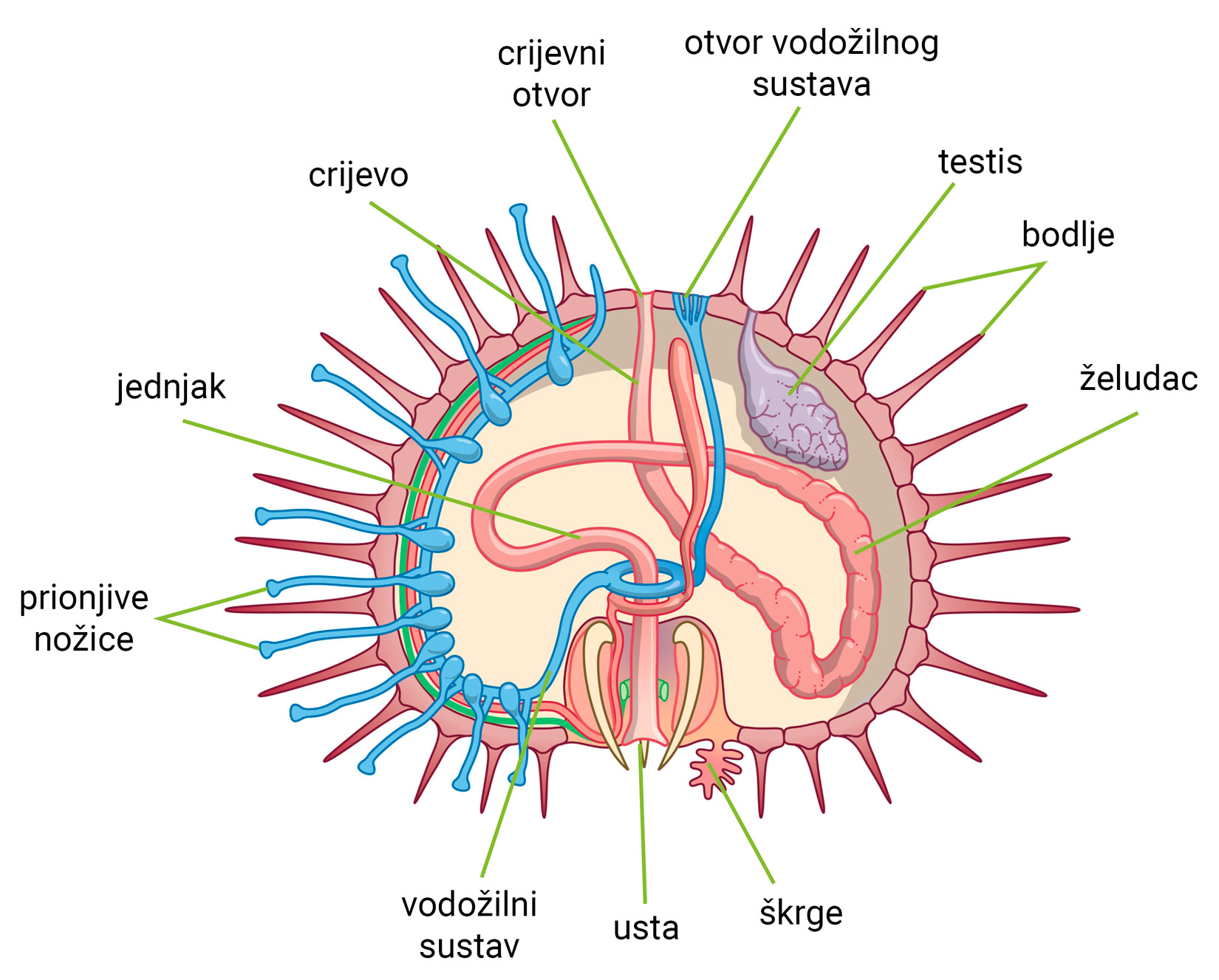 Slika 3. Unutarnja građa ježinaca
