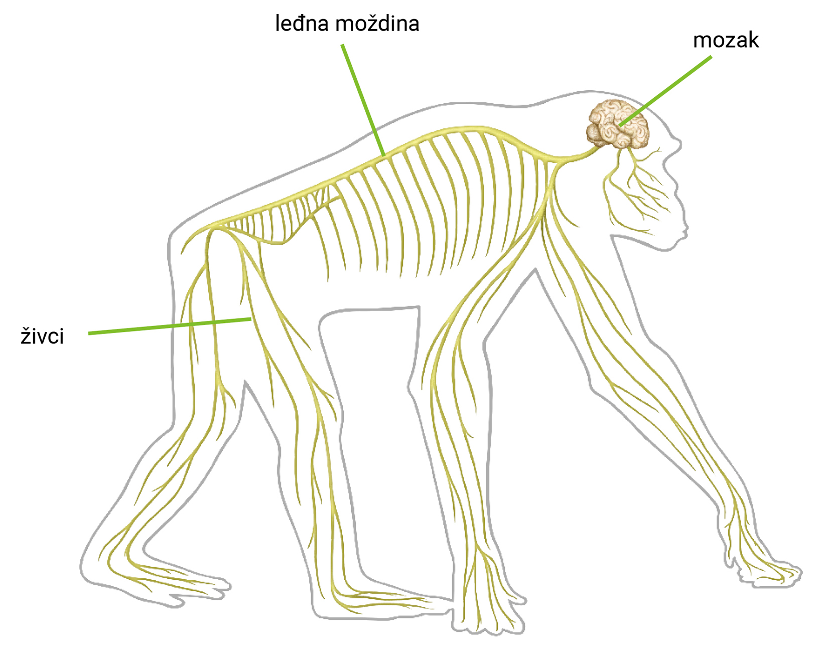 Slika 6. Živčani sustav čimpanze