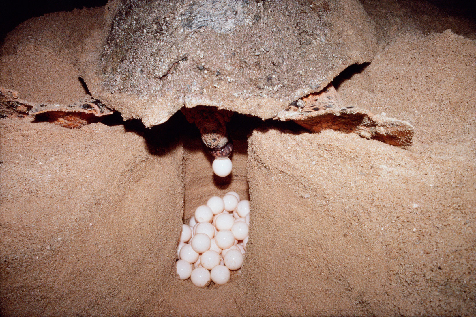 Slika 7. Ženka kornjače polaže jaja