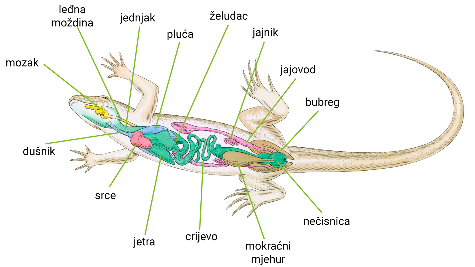 Slika 3. Unutarnja građa gušterice