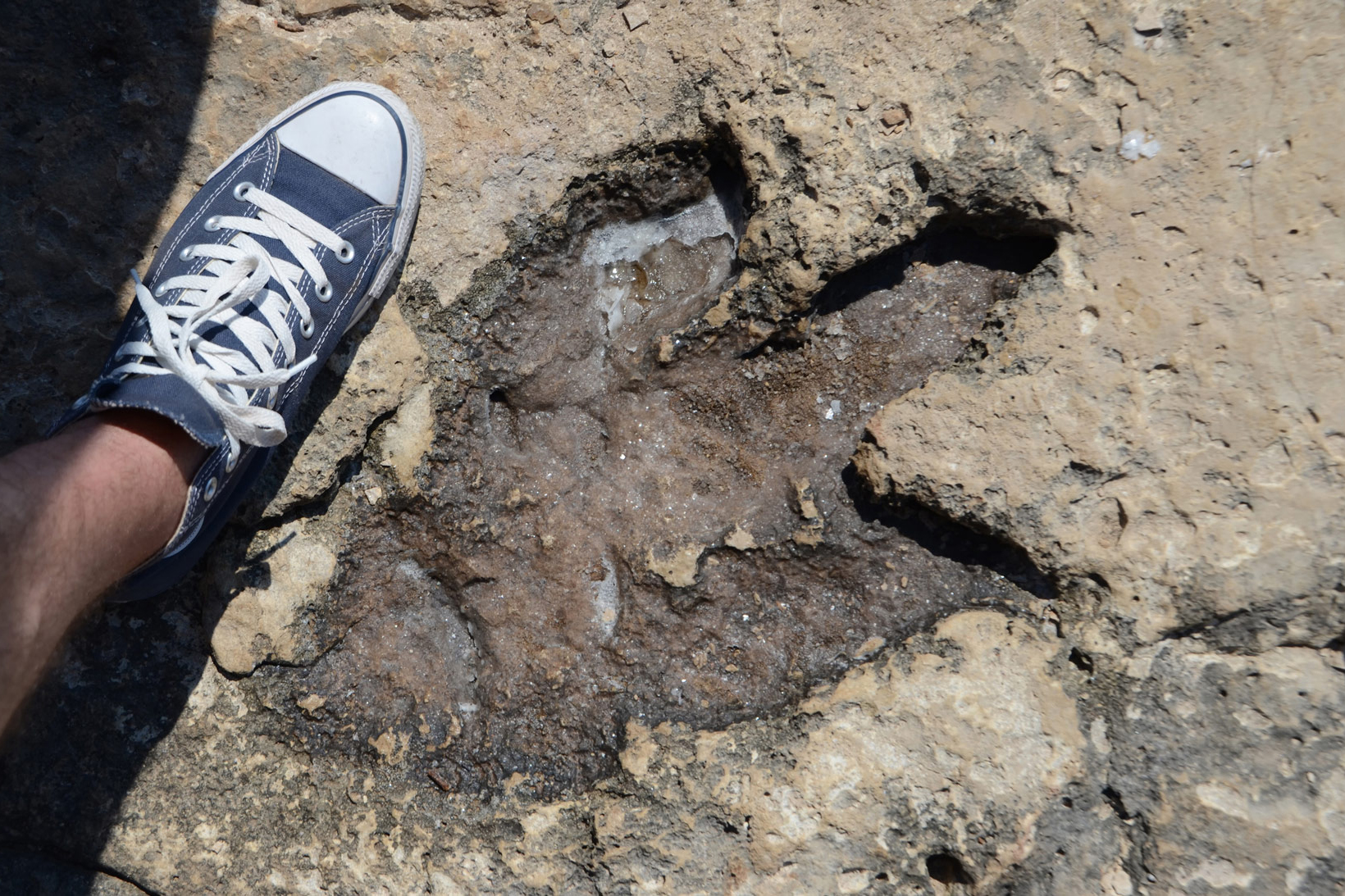 Slika 6. Otisak stopala dinosaura