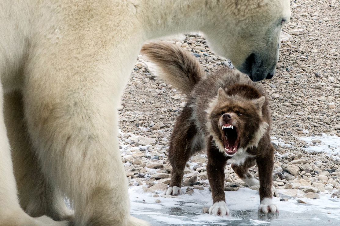Slika 1. Osim što kostriješenjem dlake čuvaju toplinu, mnogi sisavci time izgledaju veće i zastrašujuće prilikom potencijalnih sukoba.