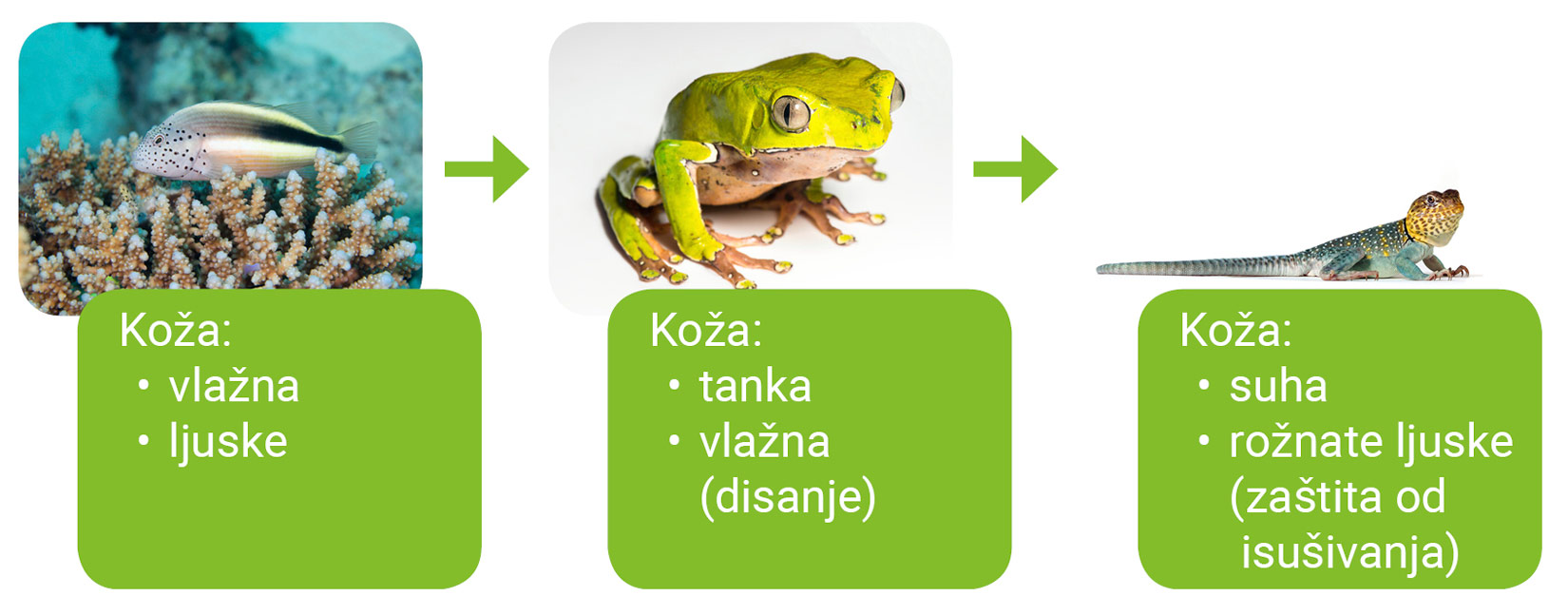 Slika 1. Primjer shematskog prikaza koji prikazuje promjene u pokrovu tijela od riba do gmazova