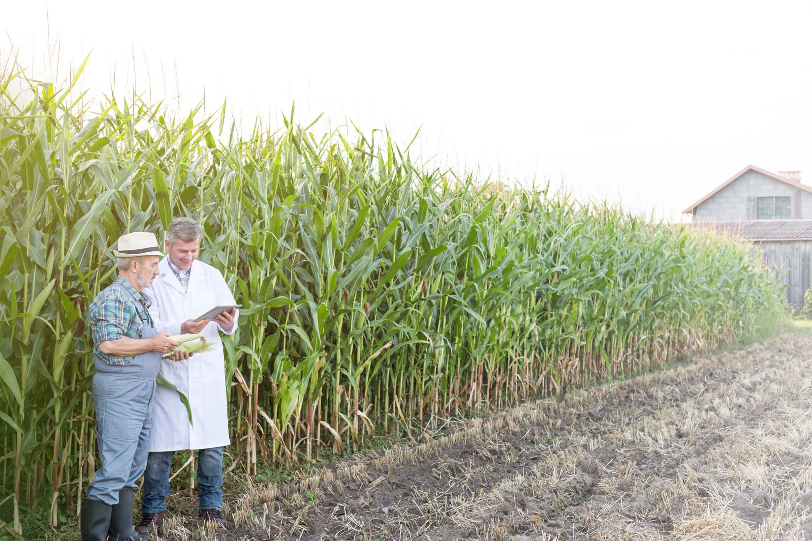 Slika prikazuje polje posijanog kukuruza . Kukuruzi su zelene boje , visine do dva metra.Iza se vidi krov kuće. Uz polje je čista površina zemlje na kojoj stoje dva stručnjaka . Jedan stručnjak u bijeloj zapisuju zapažanja vezana za uzgoj kukuruza. Drugi stručnjak u ruci drži plod kukuruza i promatra ga.Na taj način prate rast i proizvodnju kukuruza (kontrolirani uzgoj).