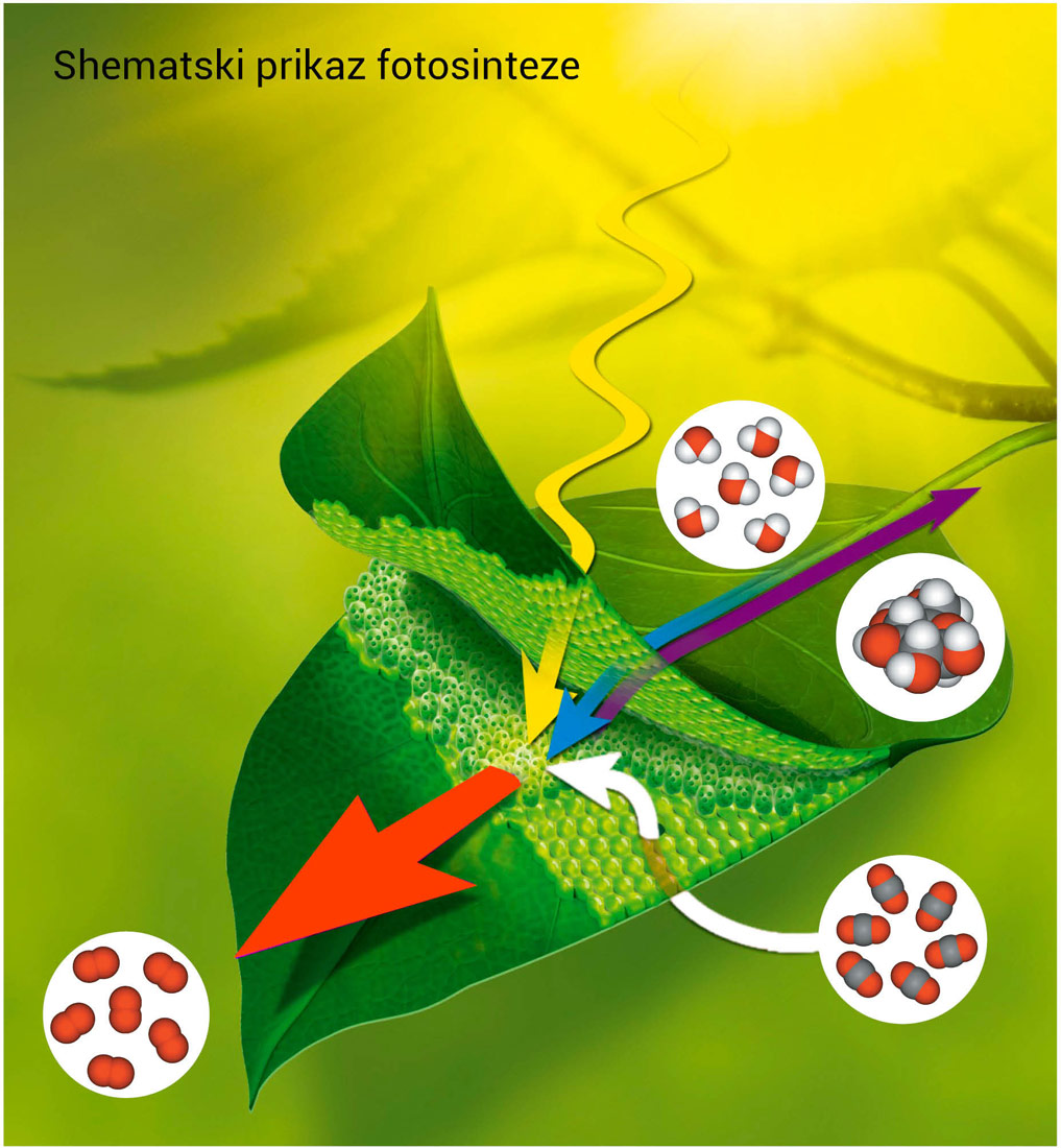Fotografija prikazuje shematski prikaz fotosinteze. Ugljikov dioksid i voda iz zraka ulaze u zeleni list, a zatim se u kloroplastu odvija fotosinteza. Iz lista izlazi kisik, a u listu se pohranjuje glukoza.
