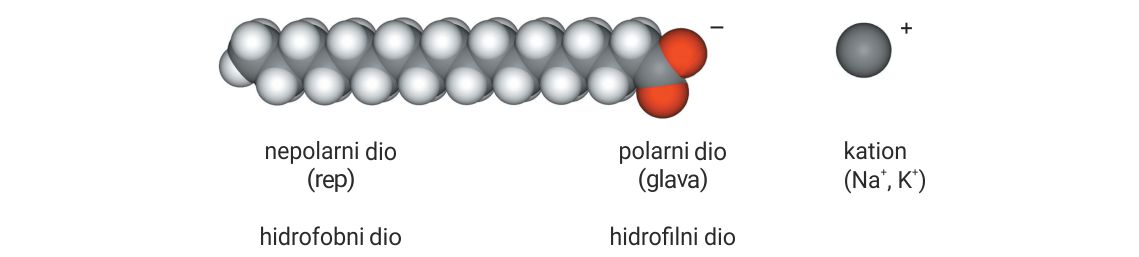 Kalotni model sapuna izgleda poput gusjenice. Nepolarni dio, odnosno rep je sive boje, a polarni dio, odnosno glava je crvene boje.
