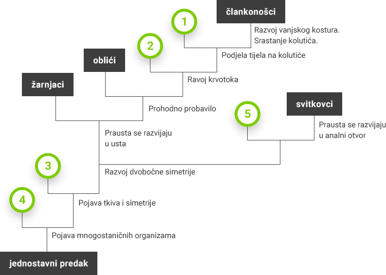 Evolucija beskralježnjaka kladogram