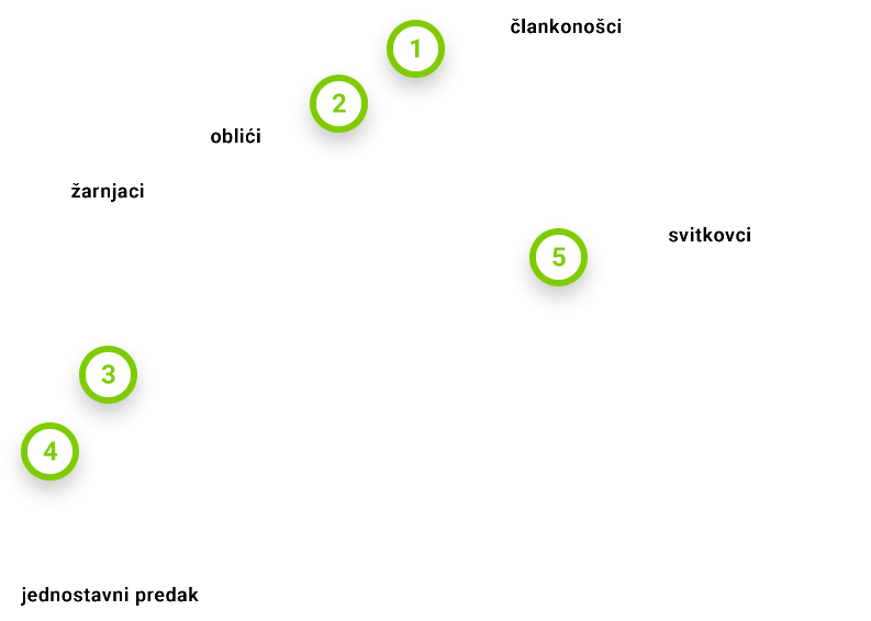 Evolucija beskralježnjaka kladogram