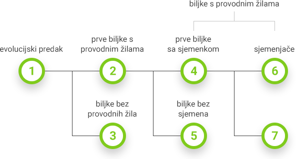 Evolucijski razvoj biljaka - prikaz