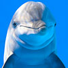Delfin