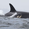 Orka