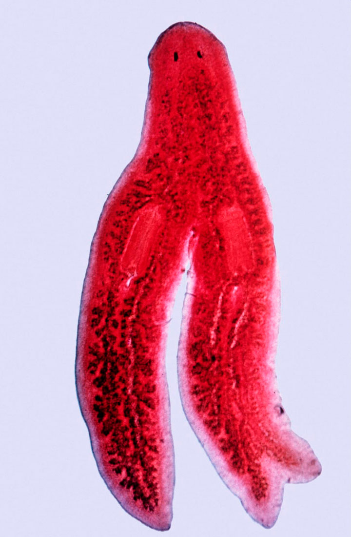 Slika prikazuje virnjaka u procesu regeneracije. Tijeko virnjaka obnavlja se na način koji podjeća na diobu. Iz zajedničke glave čini se da se odvajaju dva različita 'repa'.