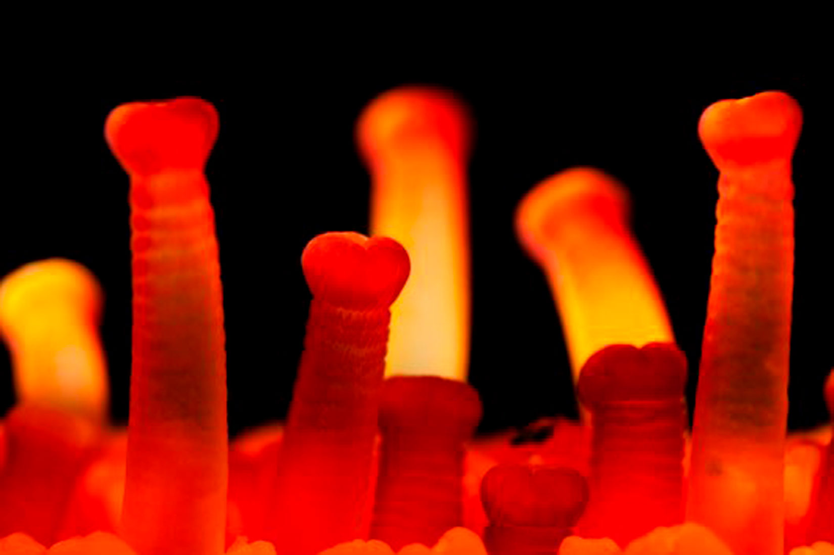 Slika prikazuje uvećanu površinu zvjezdače, na kojoj se nalaze crvenkaste cjevčice koje izgledom podsjećaju na surlu slona.